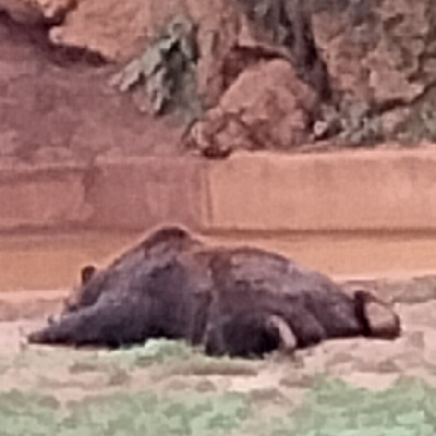 Un oso todo desparramado. Quiero ser un oso